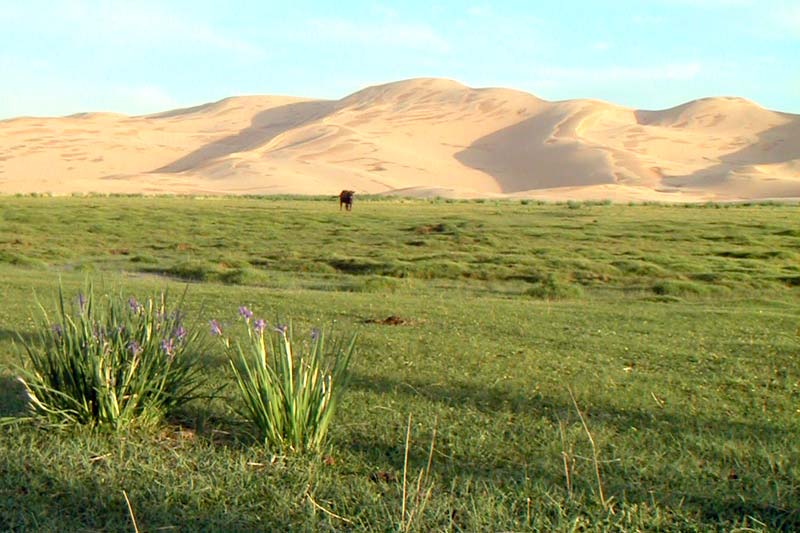 gobi-desert
